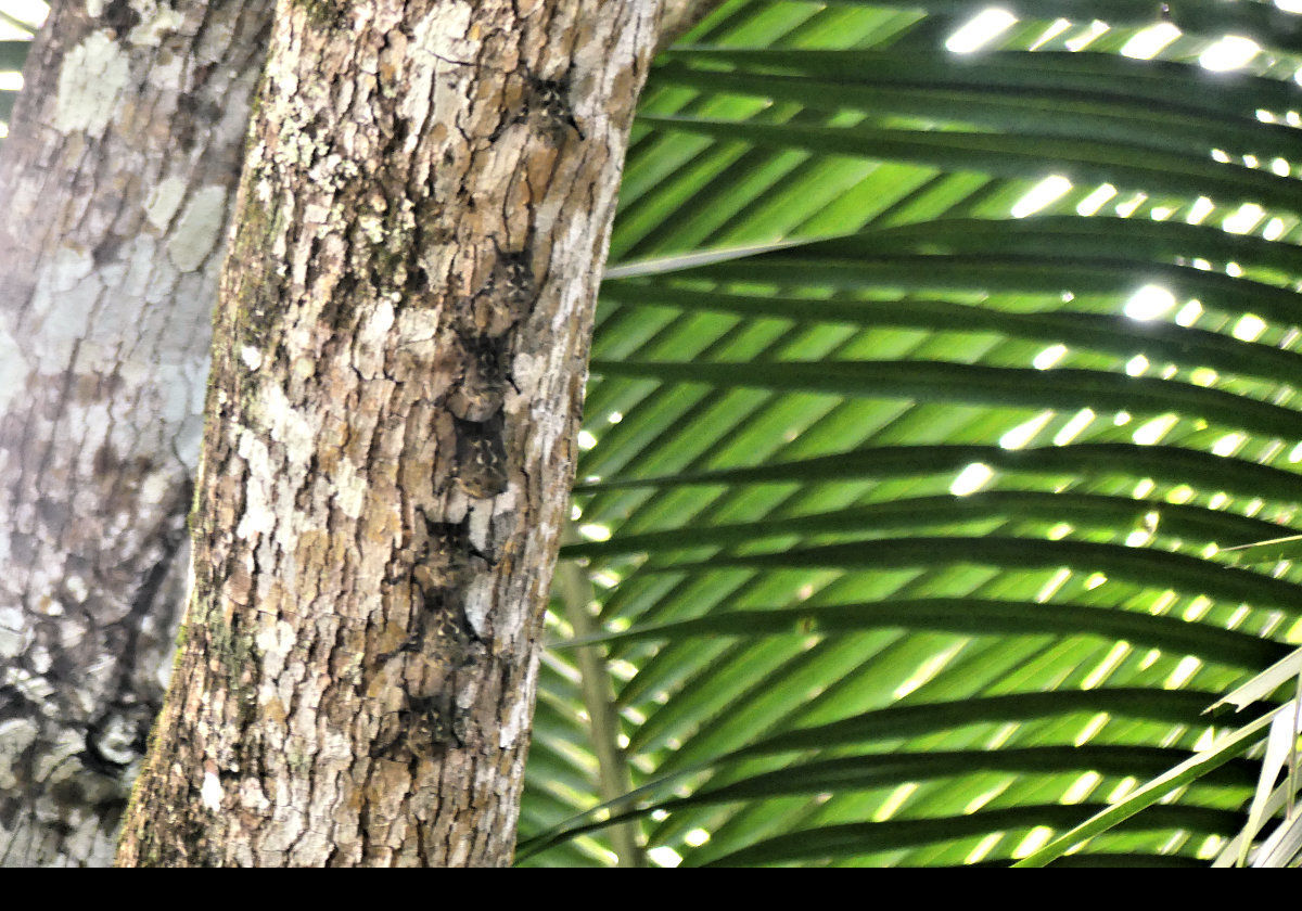 Look hard, there are several bats roosting on the trunk of this tree.