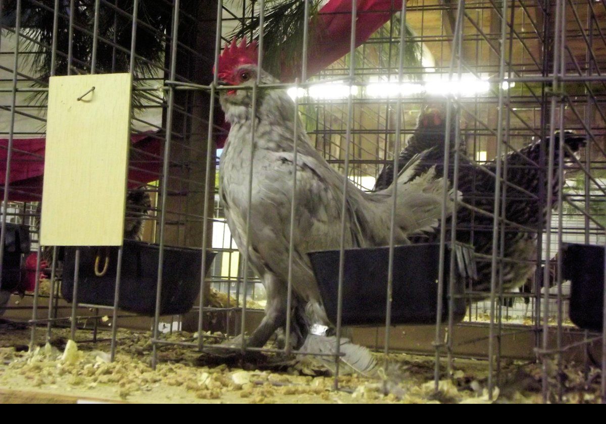 Some exotic fowl on display.